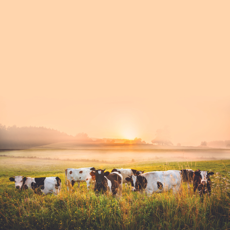 Cows in the field